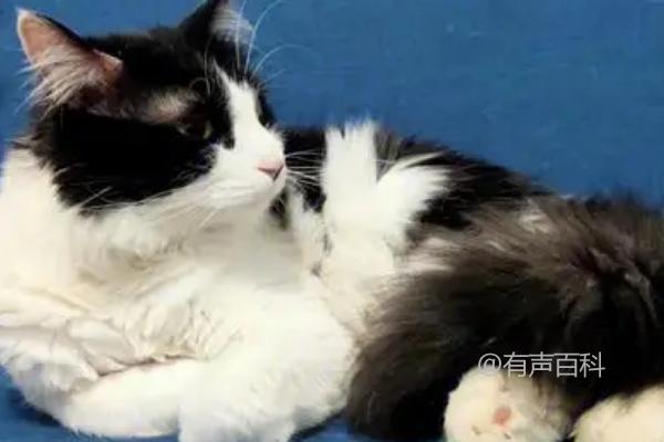 为什么高冷的猫咪突然变得粘人？可能是出现了健康问题