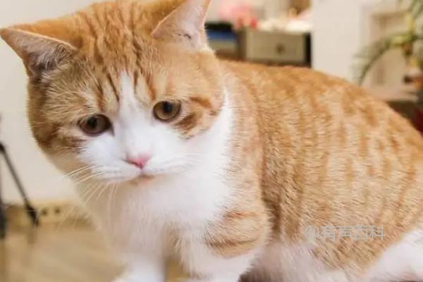 为什么高冷的猫咪突然变得粘人？可能是出现了健康问题