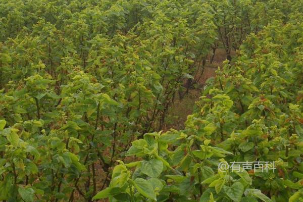 种植桑树技巧，避免选择根部弱小的幼苗