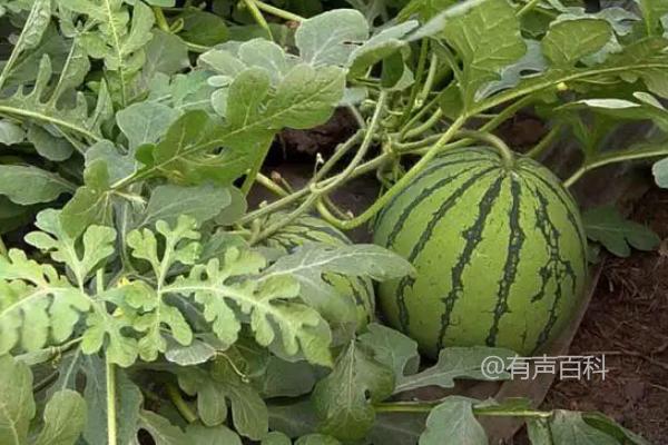 在7-8月份适合种植哪些农作物？