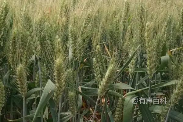 中信麦998品种特点及种植技术介绍