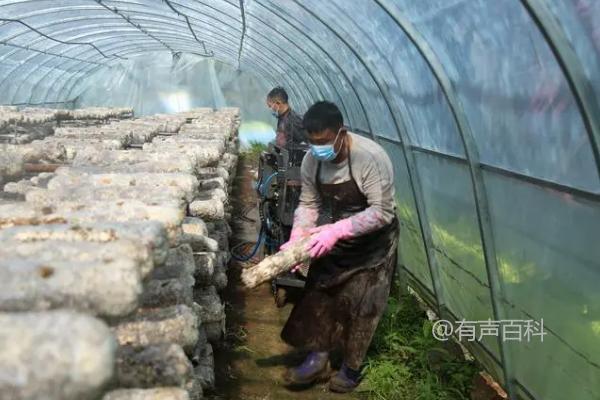 香菇注水后不长出菇怎么办？