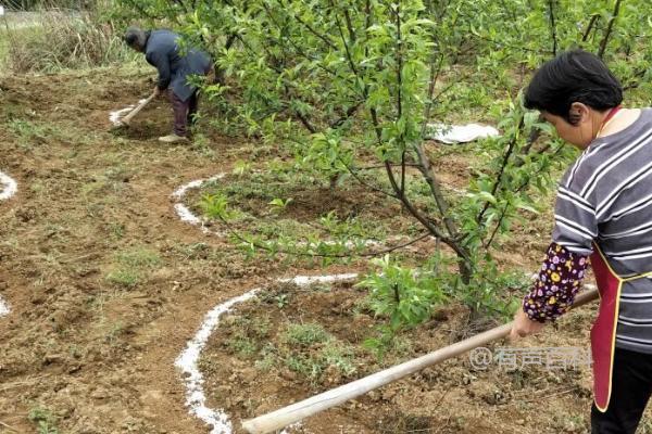 果树追肥技巧：发芽前宜主要施用无机氮肥