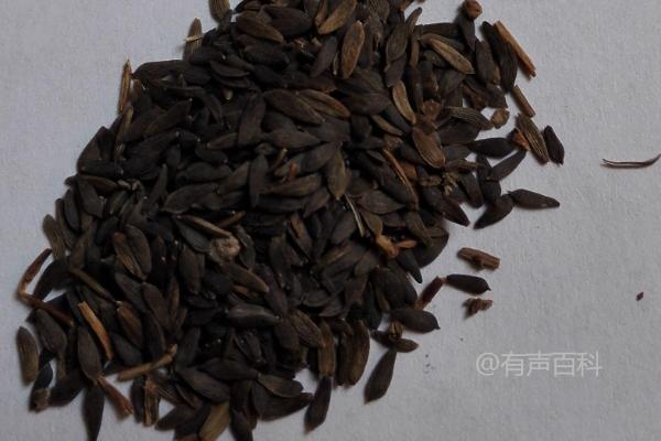 生菜种子如何处理？15-20℃环境下催芽方法分享