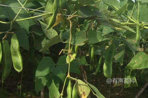 如何播种眉豆：直播方式每穴可播种2-3粒