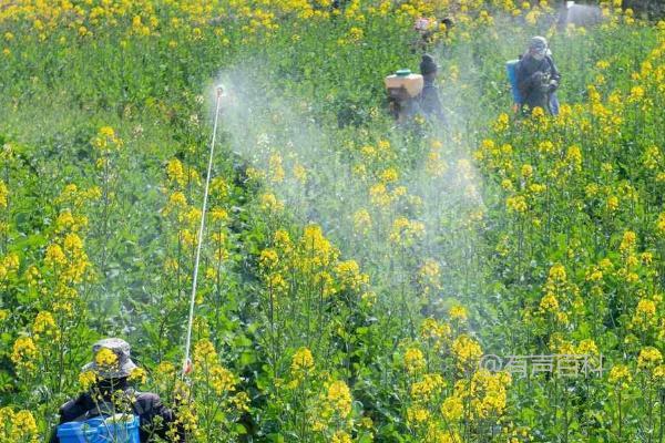 菜地除草剂正确使用方法，杂草萌发期施药效果更佳