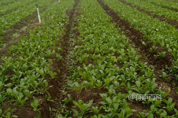 菜地除草剂正确使用方法，杂草萌发期施药效果更佳