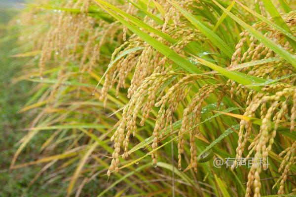 优9号水稻种子——桂莉香水稻种植技术简介，适宜播种量为7.5-10千克/亩