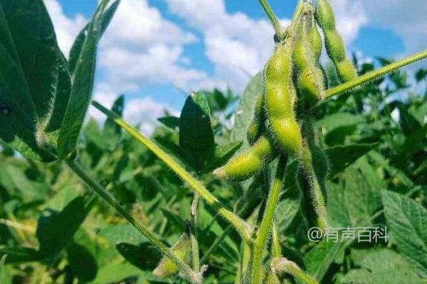 夏播菜用大豆品种——冀鲜豆2号大豆种子简介