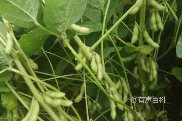 夏播菜用大豆品种——冀鲜豆2号大豆种子简介