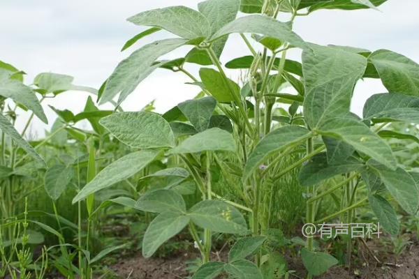 淮江1号大豆种子的特征特性及每亩播种量为5.0千克