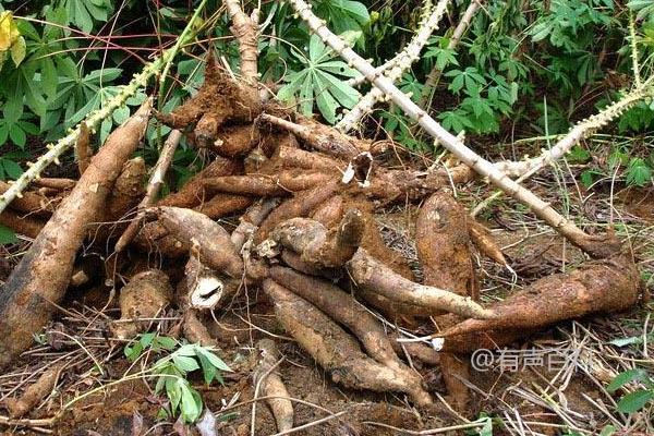 木薯粉是什么？正确食用和选购方法介绍