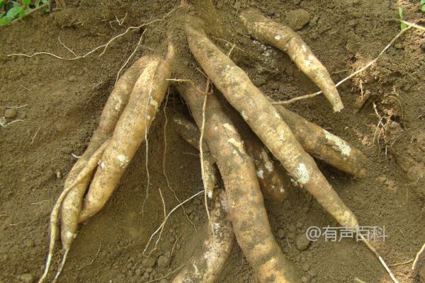 木薯粉是什么？正确食用和选购方法介绍