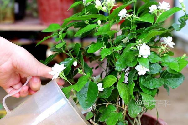 白醋浇茉莉花的正确方法—注意控制浓度至关重要