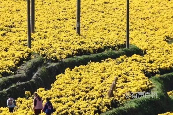 菊花田除草剂使用注意事项及揭膜后需等待7天