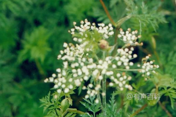 川芎的地下部分不会受冻吗？川芎的地下部分能否抵御寒冷？