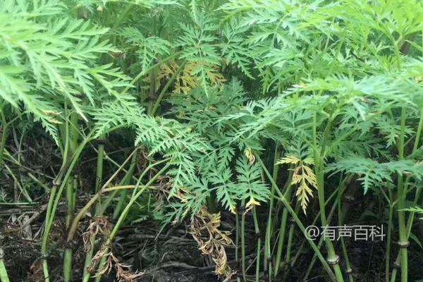 川芎的地下部分不会受冻吗？川芎的地下部分能否抵御寒冷？