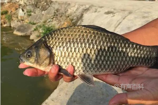 正确喝法：鲫鱼汤的适宜饮用量及对健康的益处