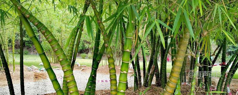 北方竹子种植推荐：主要品种一览