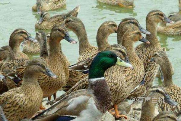 肉鸭大棚养殖技术：饲料节约，长肉多的秘籍