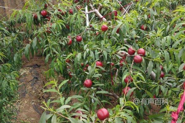 大棚油桃种植管理技巧，棚架可在桃园内搭建，或择机移栽