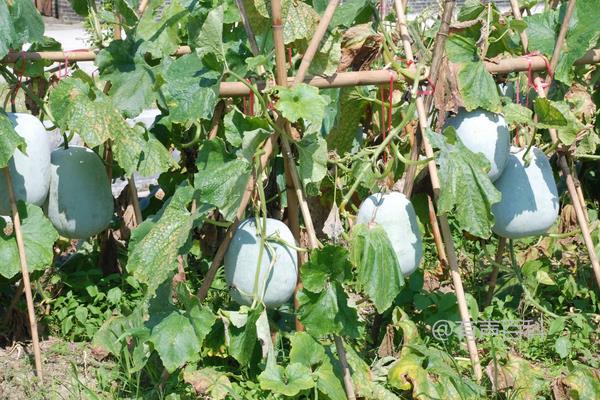 冬瓜种植技巧及种植管理要点