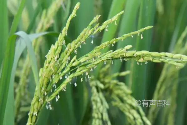 水稻扬花时期遇大雨会对产量造成影响吗？