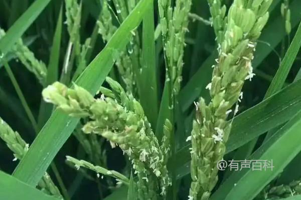 水稻扬花时期遇大雨会对产量造成影响吗？