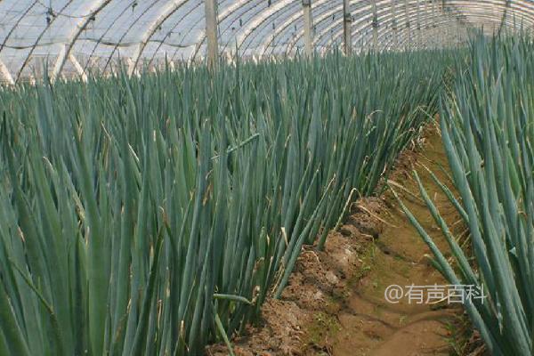 大葱种植技术及土壤选址分享