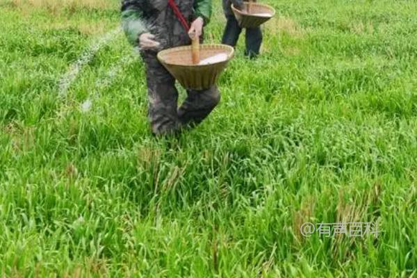 硫酸亚铁的用法及作用：花肥和除草防虫效果