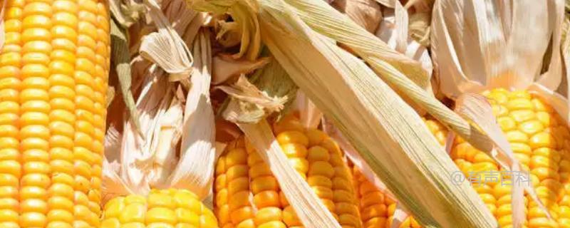 豫中禾968玉米：品种特点与栽培技术