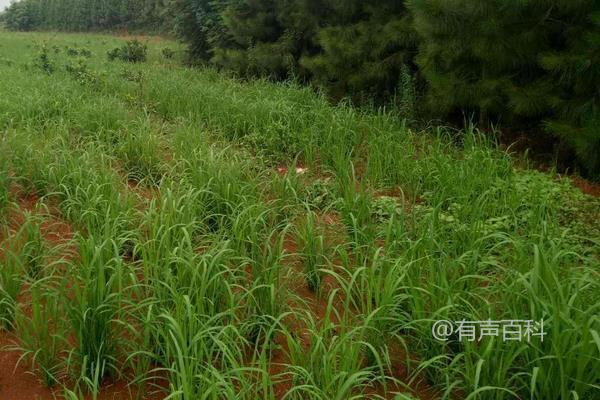 西大6优29水稻种特点介绍及稻瘟病防治注意事项