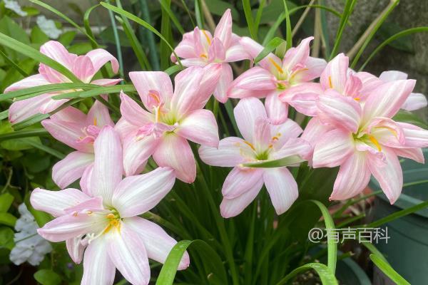 风雨兰一年开花几次