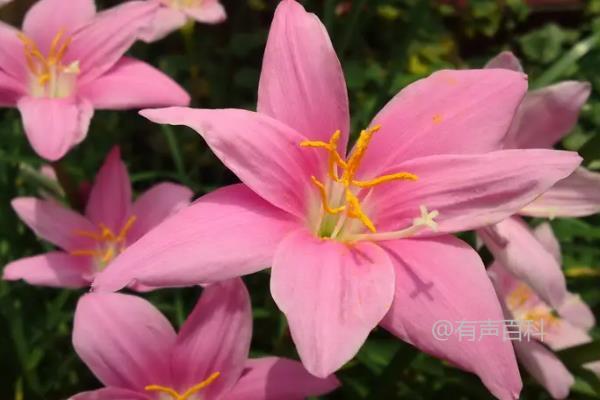 风雨兰一年开花几次