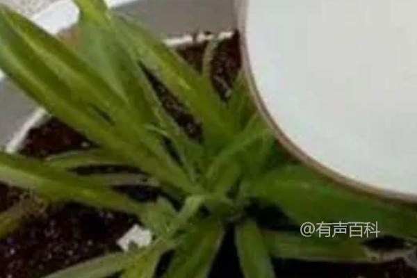 "小苏打对植物浇水适合吗？使用时需要注意控制用量"