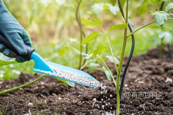 番茄种植：科学施肥方法分享