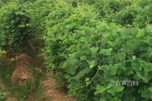 冬季能种植葛根吗？冬季是否适宜种植葛根？