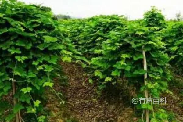 冬季能种植葛根吗？冬季是否适宜种植葛根？