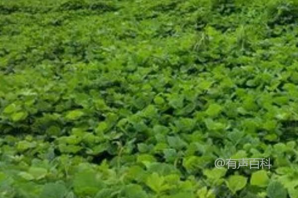 冬季能种植葛根吗？冬季是否适宜种植葛根？