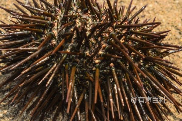 海胆是什么？海洋生物中的一种类似植物的生物