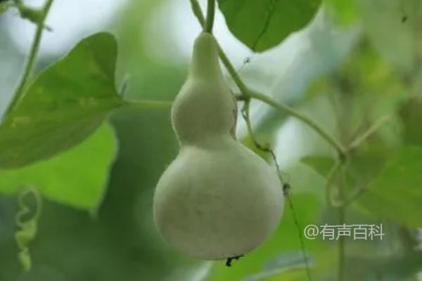 3月种菜指南：萝卜、花菜和茄子都适合3月种植