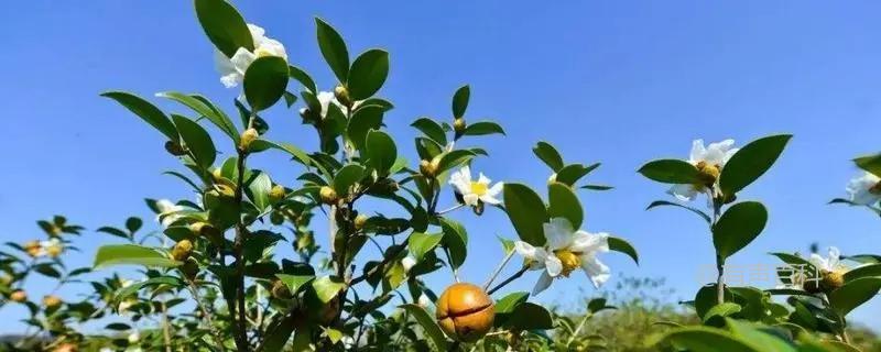 油茶树种植密度的最佳计算方法及种植株数