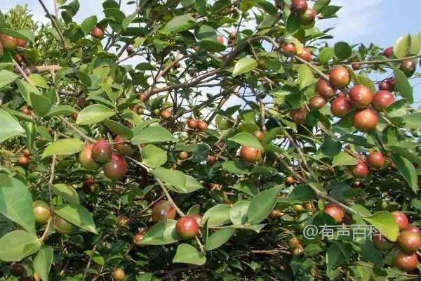 油茶树种植密度的最佳计算方法及种植株数