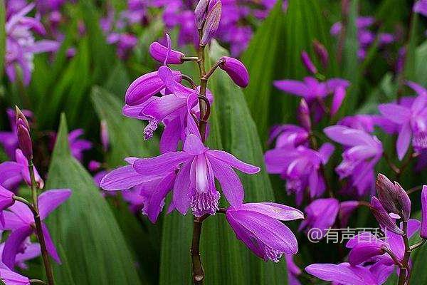 白芨种植技术及块茎繁殖方法