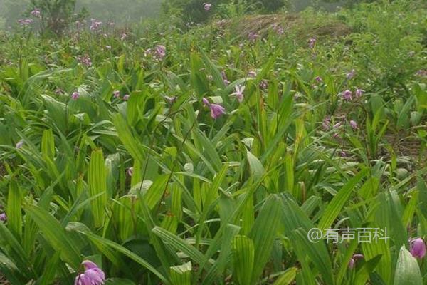 白芨种植技术及块茎繁殖方法