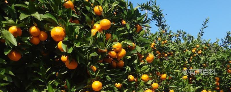 柑橘种植受冻保树方法及详细介绍