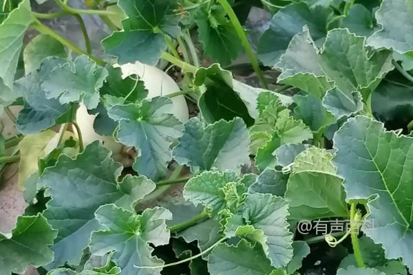 【种植甜瓜】春季露地甜瓜的最佳种植时间和方法