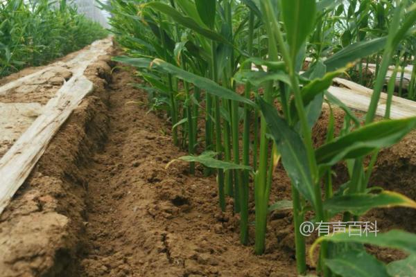 生姜的浇水频率及夏季浇水量应注意