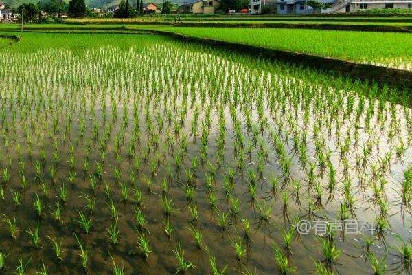 嘉沃1水稻种子特性，7月上旬到中旬需重点防治水稻二化螟