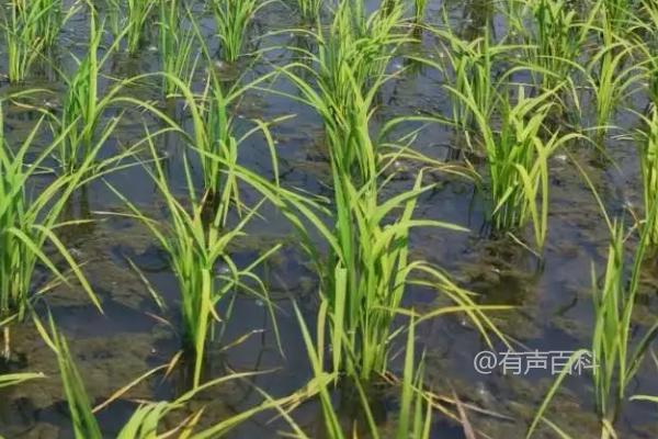 嘉沃1水稻种子特性，7月上旬到中旬需重点防治水稻二化螟